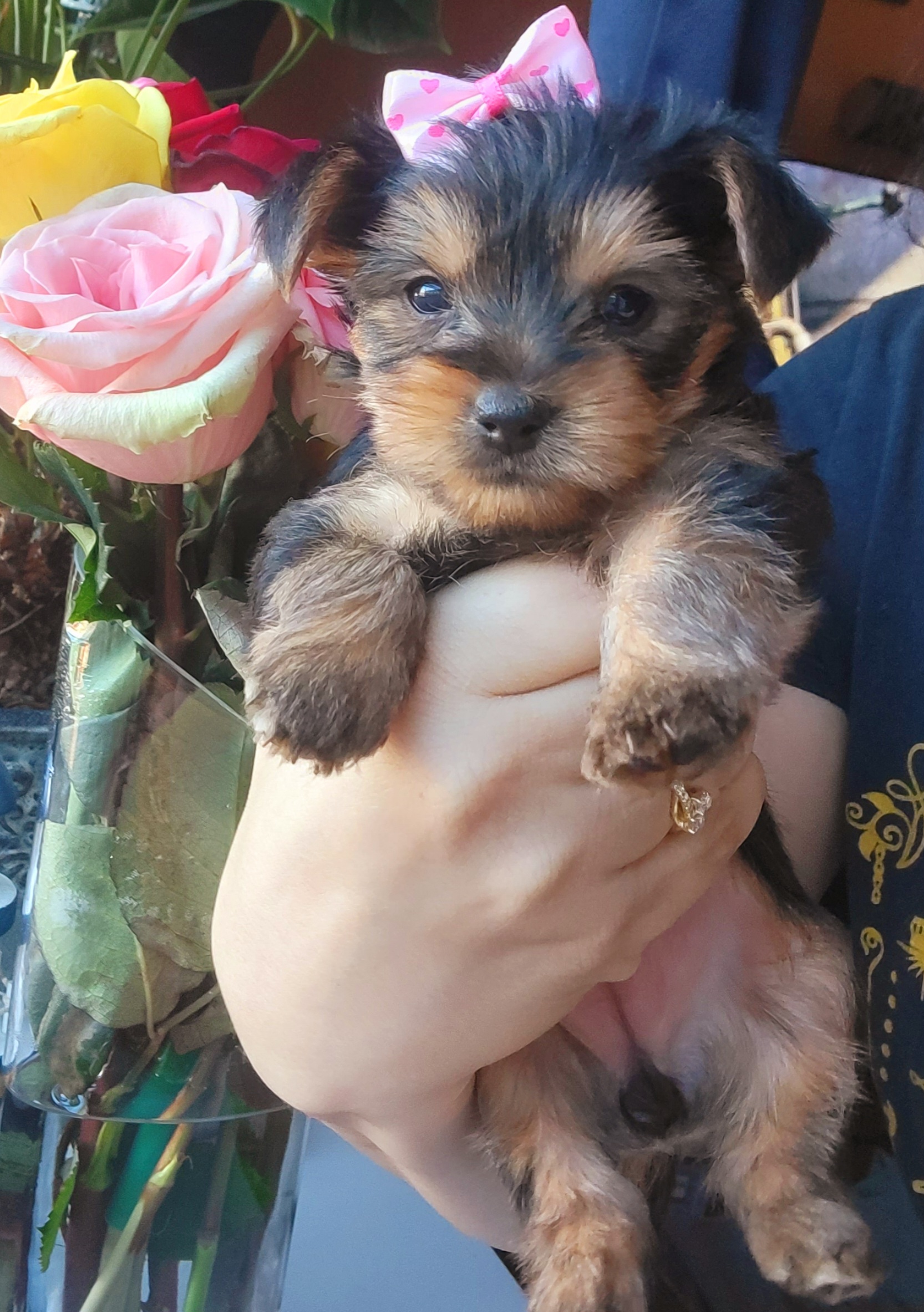 Poodle and Yorkshire Terrier Puppies from York Terrier Treasures