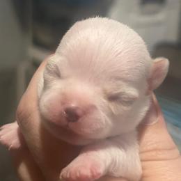 Thorne - Cream male Chihuahua puppy in New Castle, Delaware from Sasha’s Elite Kennel LLC