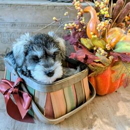 Elfie - Salt and pepper male Miniature Schnauzer puppy in Ferndale, Washington from Blackhorse Schnauzers Washington state