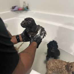 Goldendoodle Puppies from Diverse Nurturing Affectionate Doodle Kennel