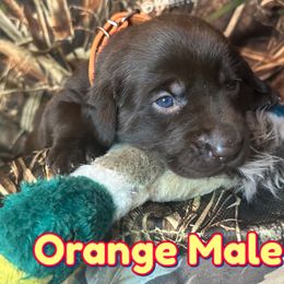 Orange - Chocolate male Labrador Retriever puppy in Moore, Oklahoma from Okiehuntinboyz Labrador Retrievers