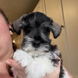 Red Collar - Parti male Miniature Schnauzer puppy in Tacoma, Washington from AKC Nordwest Schnauzers