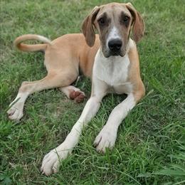 Aspen - Merle female Great Dane puppy in Cunningham, Kansas from Garden Grove Great Danes