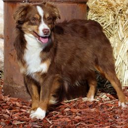 Sunfire - Toy Australian Shepherd