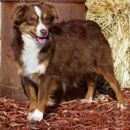Sunfire - Toy Australian Shepherd