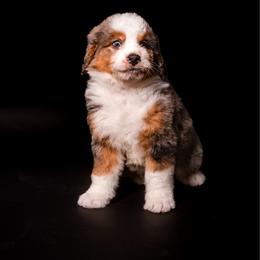 SAVAGE - Tri-color male Bernedoodle puppy in Corpus Christi, Texas from The Henke Doodles