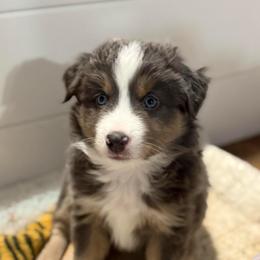 Emmett - Black tri male Miniature American Shepherd puppy in Lake Ariel, Pennsylvania from Dream’s Edge Farm