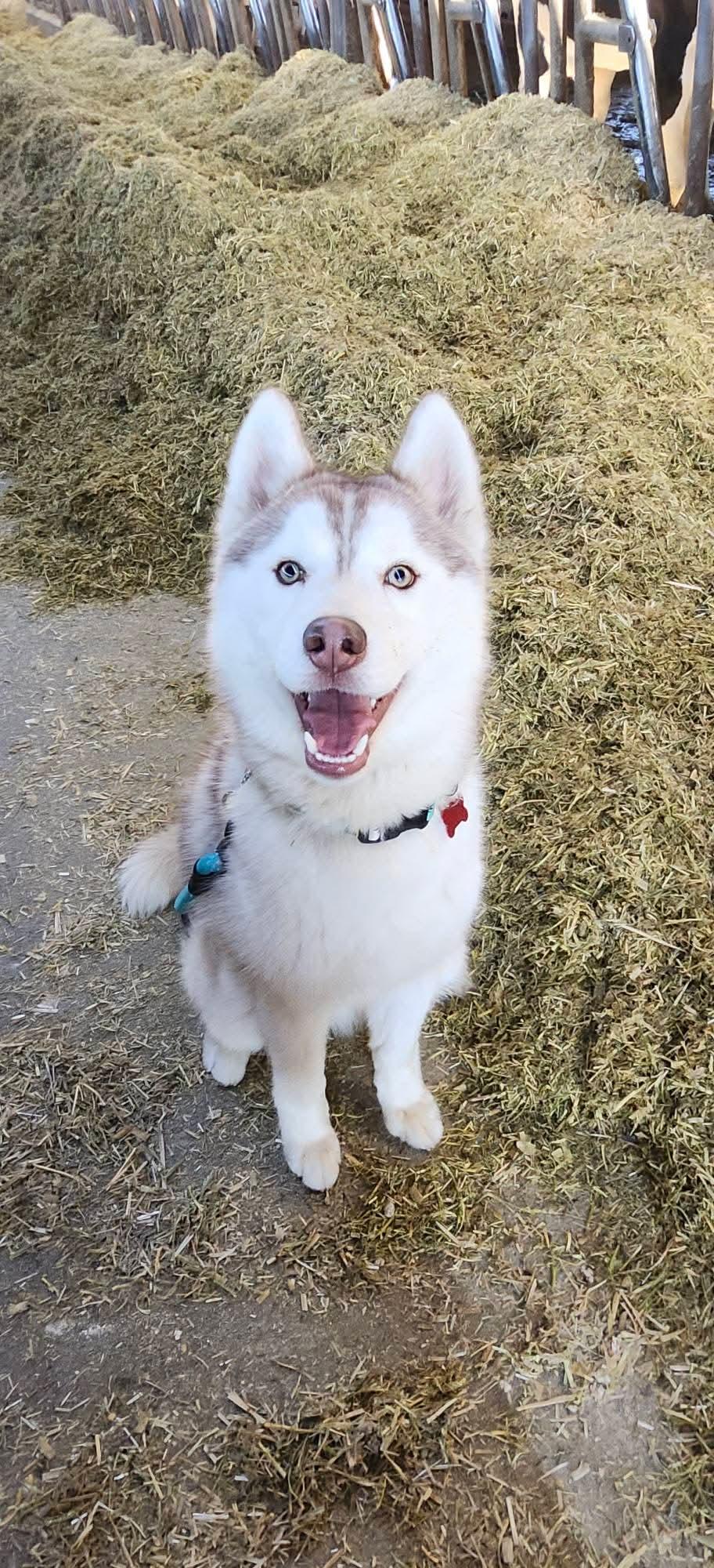 Atlas
