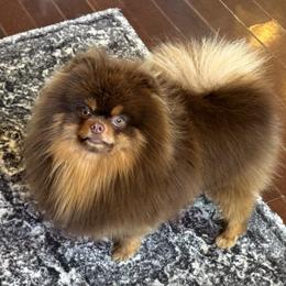 Romeo - Pomeranian