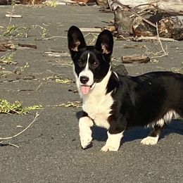 ZZ Top - Black and white male Cardigan Welsh Corgi puppy in Brookings, Oregon from Dragonfly Cardigans