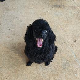Poodles from ThornWood Hill Poodles