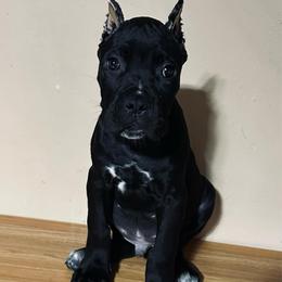 Kazimir - Black male Cane Corso puppy in Houston, Texas from Mortaio Cane Corso