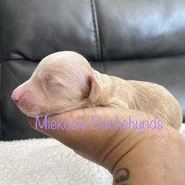 Sugar - Dachshund puppy in Orem, Utah from Miekca’s Dachshunds