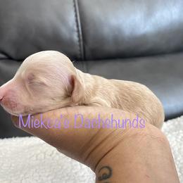 Sugar - Dachshund puppy in Orem, Utah from Miekca’s Dachshunds