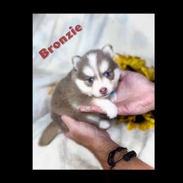 Bronzie - Lavender male Pomsky puppy in Rhome, Texas from TyeDye Kennels