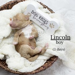 Boy 5 - male Goldendoodle puppy in Corona, California from Fluffy Puppy Mini Doodles LLC