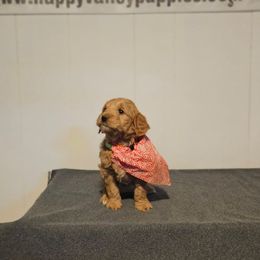 Anna - Red  female Goldendoodle puppy in Bonham, Texas from Happy Valley Puppies