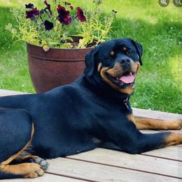 Rottweiler All Grown Up from AK Rotts