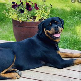 Rottweiler All Grown Up from AK Rotts