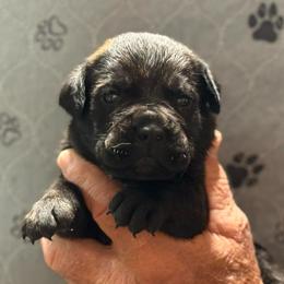 Black no collar - Black brindle male Cane Corso puppy in Paris, Texas from Knucklehead Cane Corso
