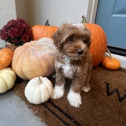 Girl 3 - female Goldendoodle puppy in Mesa, Arizona from Twinkle MiniDoodles