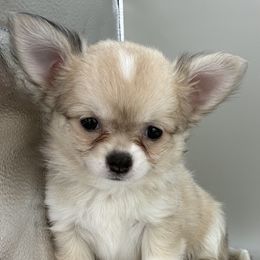 Tomalina - Merle female Chihuahua puppy in Westport, New York from Chantilly chihuahuas