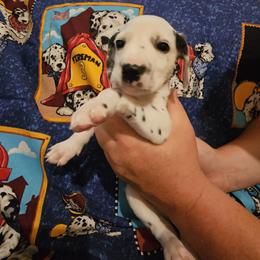 Red - White and black male Dalmatian puppy in Adamstown, Maryland from Sprinkled with Hearts Dalmatians