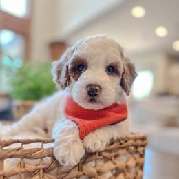 Trenton - Parti male Goldendoodle puppy in Pleasant Grove, Utah from Destination Doodles