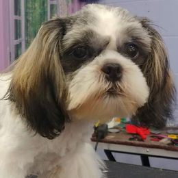 Shihpoos and Shih Tzus from Kinard's puppies