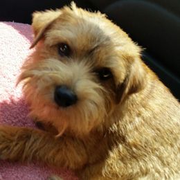 Norfolk Terriers and Norwich Terriers from BRONWYN Norfolk and Norwich Terriers
