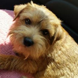 Norfolk Terriers and Norwich Terriers from BRONWYN Norfolk and Norwich Terriers