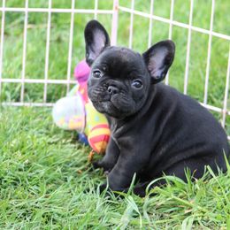 French Bulldog Puppies from SnortVille Bullies