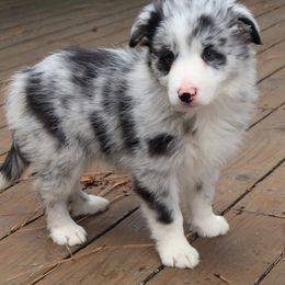 Border Collie Puppies from Cascade Sun Kennels