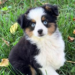 Sully - Black tri male Toy Australian Shepherd puppy in Blacksburg, South Carolina from Rustic Rose Toy Australian Shepherds