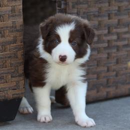 Blue - Red female Border Collie puppy in Kalispell, Montana from North Fork Border Collies