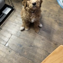 Saint Berdoodle Puppies from Highland Ridge Doodles