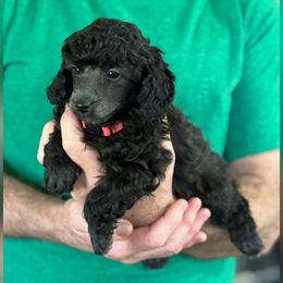 Boy 2 - Silver Poodle puppy in Dallas, Texas from Infinity Poodles