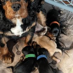 Cavaton and Coton de Tulear Puppies from A Little Dog'll Do Ya