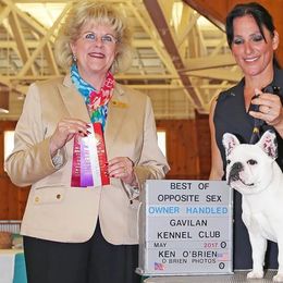 Dogues de Bordeaux, French Bulldogs, and Pointers from Finley Farm Kennel