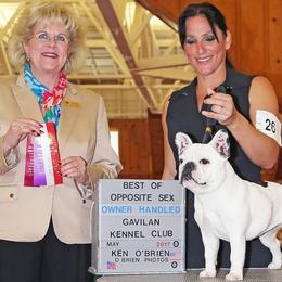 Dogues de Bordeaux, French Bulldogs, and Pointers from Finley Farm Kennel