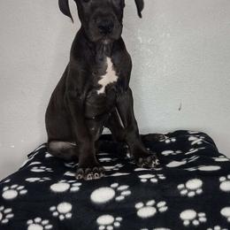 Blanche - Black Great Dane puppy in Marshall, Michigan from Dream K9