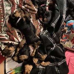 Welsh Terrier Puppies from Snow Dragon Welsh Terriers