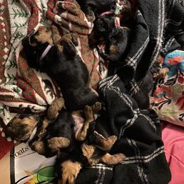 Welsh Terrier Puppies from Snow Dragon Welsh Terriers