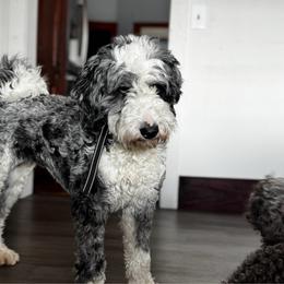 Bernedoodle puppies from Zehr’s Labradoodles & Bernedoodles