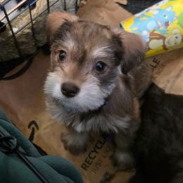 Luna Jean - Liver female Miniature Schnauzer puppy in Fredericksburg, Virginia from Liver Legends