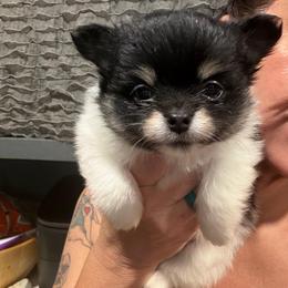 Spice - Black and tan parti male Pomeranian puppy in Franklin, North Carolina from A&J Cutie Pawtooties