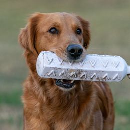 Stella  - Golden Retriever