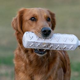 Stella  - Golden Retriever