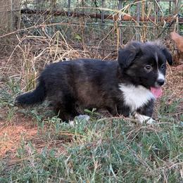 Black collar - Brindle and white male American Corgi puppy in Nashville, Arkansas from Whisenhunt Farms