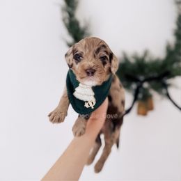 Maid- 12 Days of Christmas - Merle male Goldendoodle puppy in Syracuse, Indiana from The Doodle Cove